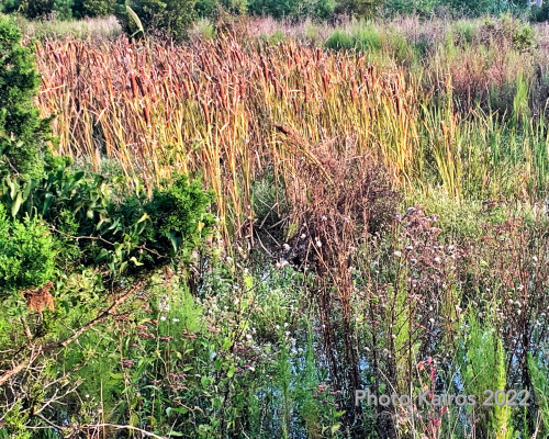 Sapelo2022_Sapelo2022_Snapseed-9.jpg