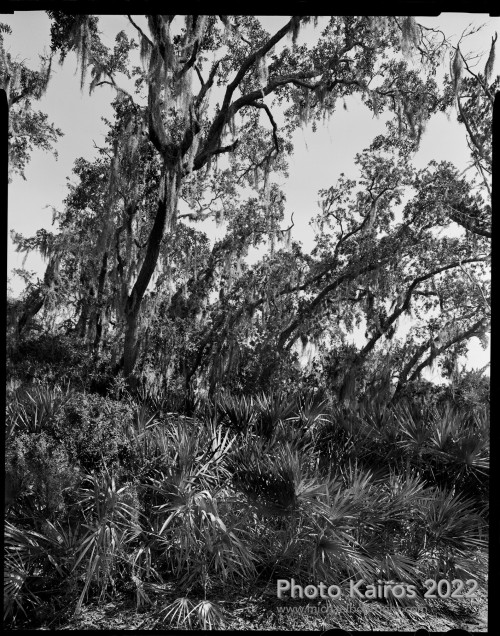 Sapelo2022_Sapelo2022_20220920-4x5_04.jpg