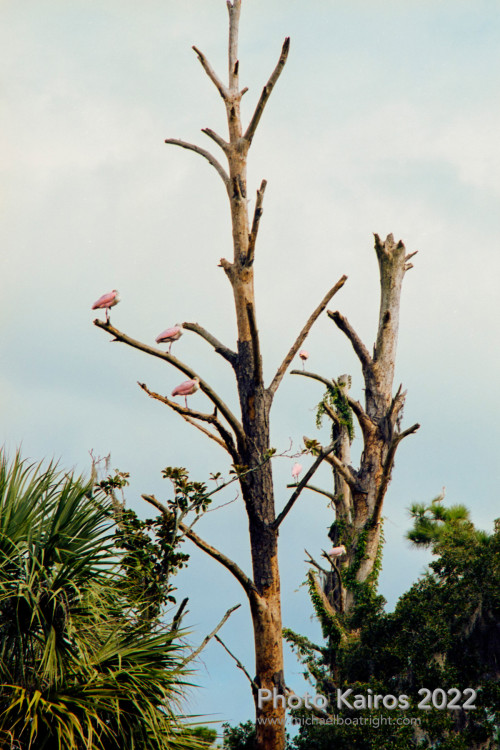 Sapelo2022_Sapelo2022_20220925-135_30.jpg