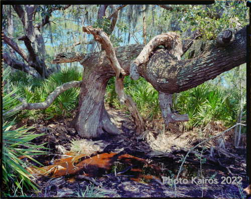 Sapelo2022_Sapelo2022_20220925-4x5_01.jpg