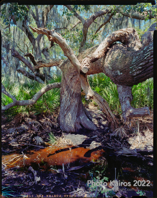 Sapelo2022_Sapelo2022_20220925-4x5_02.jpg