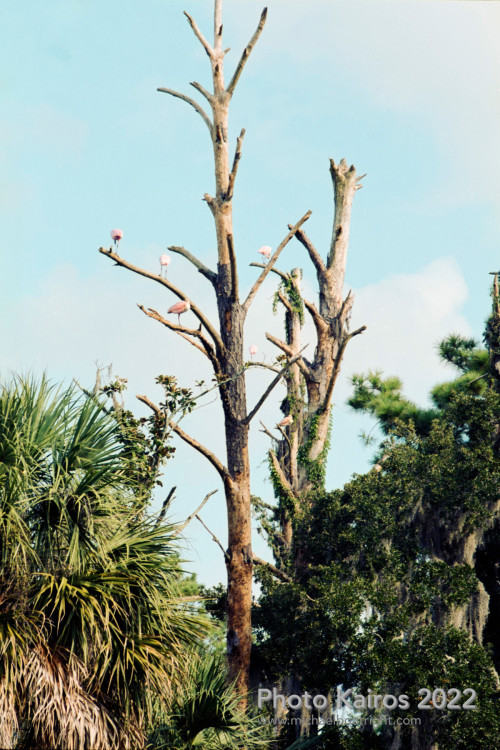 Sapelo2022_Sapelo2022_20220927-135-2_01.jpg