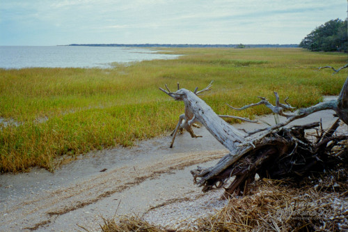 Sapelo2023_20231210-Sapelo-135-2_33_1800px.jpg