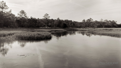 Sapelo2023_20231218-4x5-SapeloIlfordNegatives_03_1800px.jpg