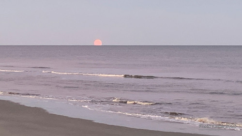 Sapelo2023_Sapelo2023_IMG_4887_1800px.jpg