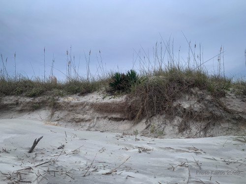 Sapelo2023_Sapelo2023_IMG_5100_1800px.jpg