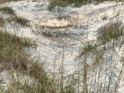 Sapelo2023_Sapelo2023_IMG_5115_1800px.jpg