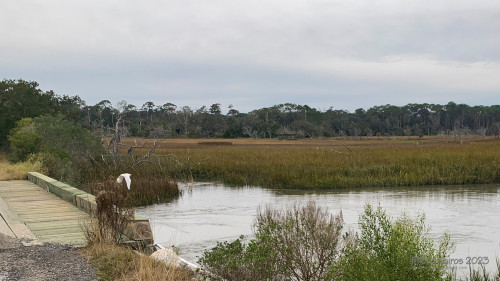Sapelo2023_Sapelo2023_IMG_5122_1800px.jpg