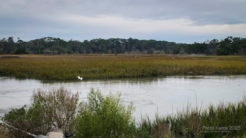 Sapelo2023_Sapelo2023_IMG_5123_1800px.jpg