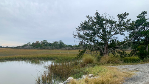 Sapelo2023_Sapelo2023_IMG_5140_1800px.jpg