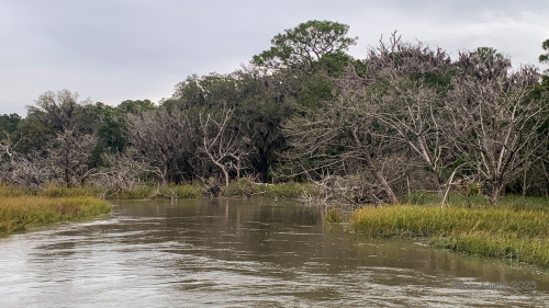 Sapelo2023_Sapelo2023_IMG_5141_1800px.jpg