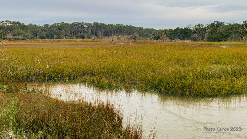 Sapelo2023_Sapelo2023_IMG_5144_1800px.jpg
