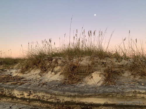 Sapelo2023_Sapelo2023_IMG_5336_1800px.jpg