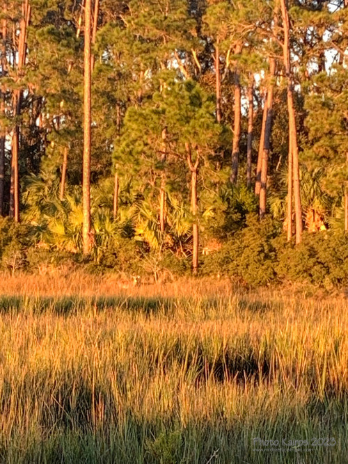 Sapelo2023_Sapelo2023_IMG_5399_1800px.jpg
