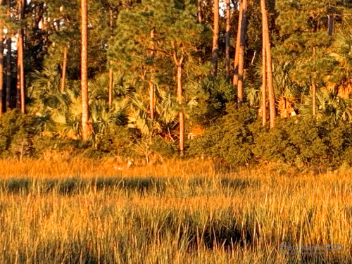 Sapelo2023_Sapelo2023_IMG_5401_1800px.jpg