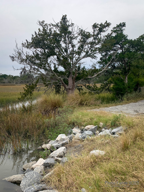 Sapelo2023_Sapelo2023_IMG_5136_1800px.jpg