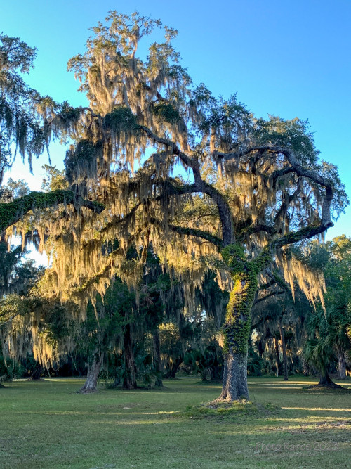 Sapelo2023_Sapelo2023_IMG_5166_1800px.jpg