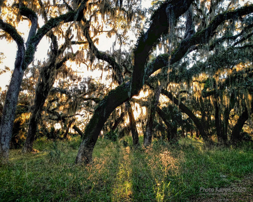 Sapelo2023_Sapelo2023_IMG_5167_1800px.jpg