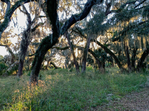 Sapelo2023_Sapelo2023_IMG_5168_1800px.jpg