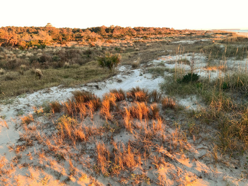 Sapelo2023_Sapelo2023_IMG_6134_1800px.jpg