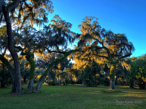 Sapelo2023_Sapelo2023_Snapseed-7_1800px.jpg