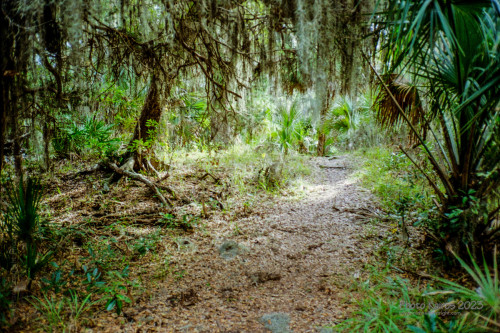 Sapelo2023_20231210-Sapelo-135-2_32_1800px.jpg