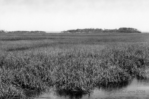 Sapelo2024_20240504-135-HP5-Sapelo_01.jpg