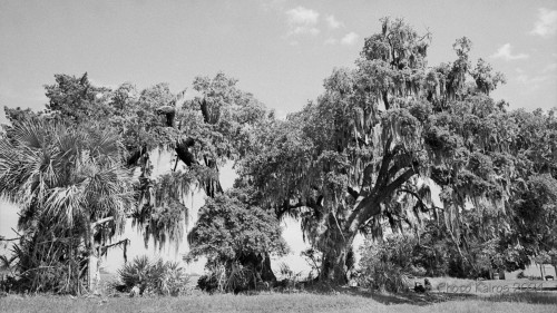 Sapelo2024_20240504-135-HP5-Sapelo_06.jpg