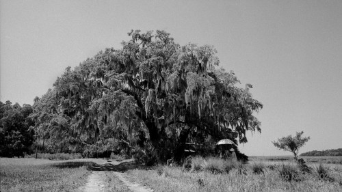 Sapelo2024_20240504-135-HP5-Sapelo_07.jpg