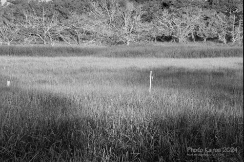 Sapelo2024_20240504-135-HP5-Sapelo_19.jpg