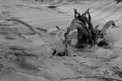 Sapelo2024_20240504-135-HP5-Sapelo_21.jpg