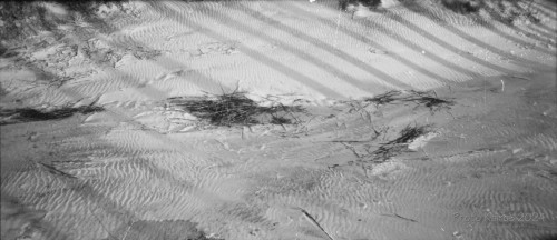 Sapelo2024_20240504-135-TMAX-Sapelo_10.jpg