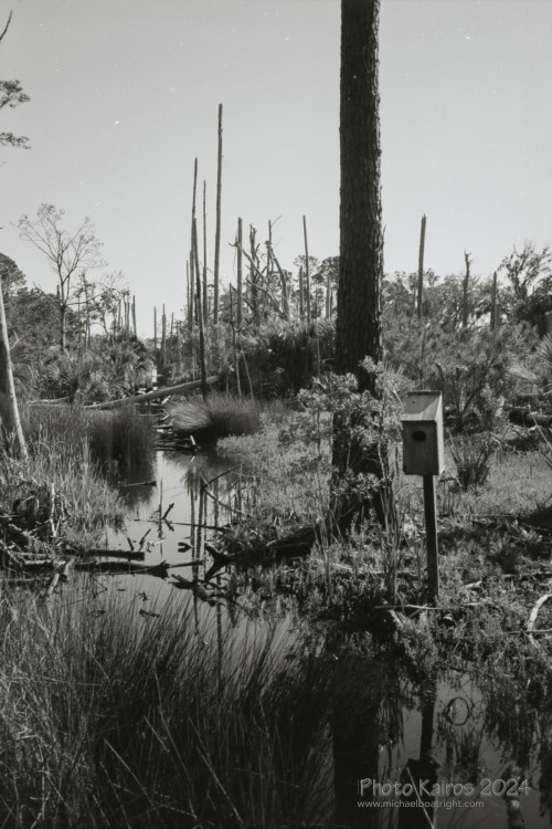 Sapelo2024_20240504-135-TMAX-Sapelo_15.jpg