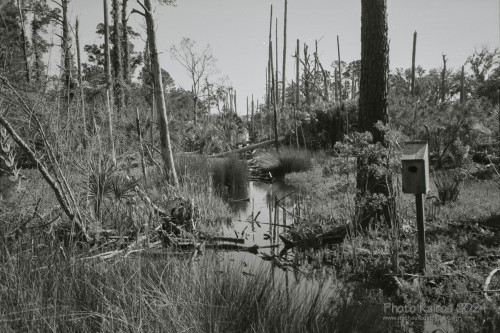 Sapelo2024_20240504-135-TMAX-Sapelo_16.jpg