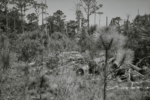 Sapelo2024_20240504-135-TMAX-Sapelo_17.jpg
