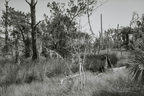 Sapelo2024_20240504-135-TMAX-Sapelo_18.jpg