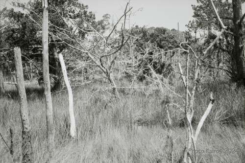 Sapelo2024_20240504-135-TMAX-Sapelo_19.jpg