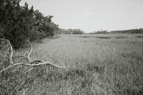 Sapelo2024_20240504-135-TMAX-Sapelo_20.jpg
