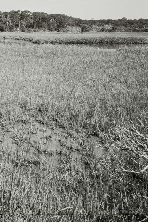Sapelo2024_20240504-135-TMAX-Sapelo_21.jpg