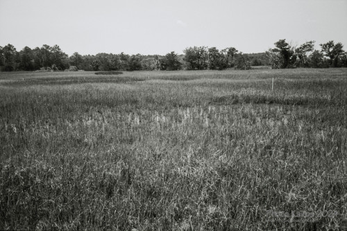Sapelo2024_20240504-135-TMAX-Sapelo_26.jpg