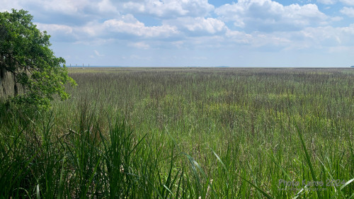 Sapelo2024_IMG_1095.jpg