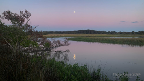 Sapelo2024_IMG_1110.jpg