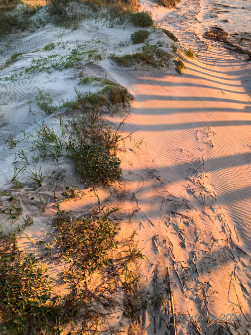 Sapelo2024_IMG_1127.jpg