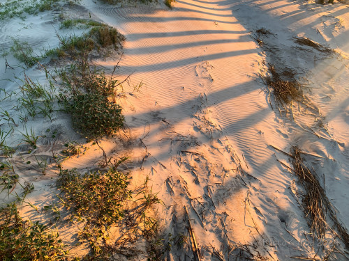 Sapelo2024_IMG_1128.jpg