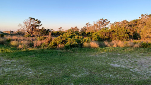 Sapelo2024_IMG_1133-2.jpg