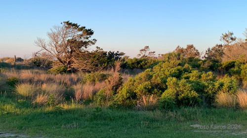Sapelo2024_IMG_1134.jpg