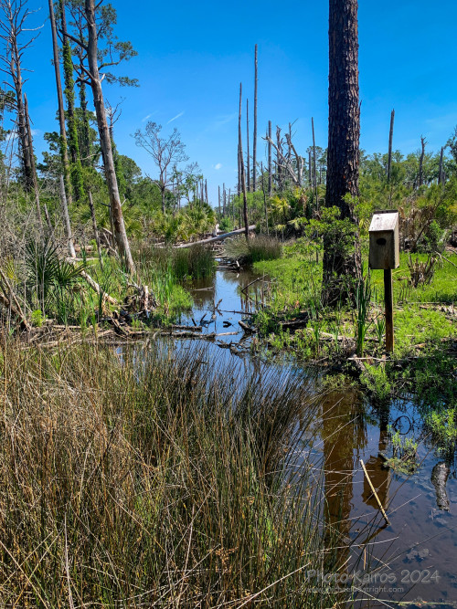 Sapelo2024_IMG_1219.jpg