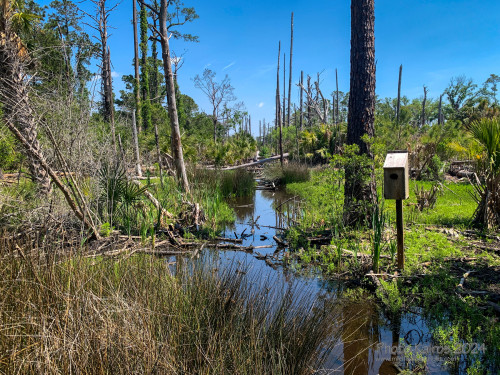 Sapelo2024_IMG_1220.jpg