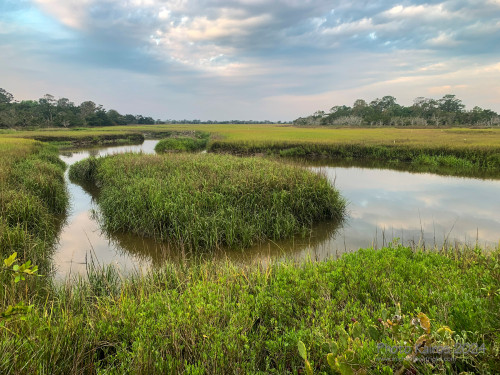Sapelo2024_IMG_1303.jpg