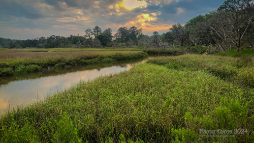 Sapelo2024_IMG_1305.jpg